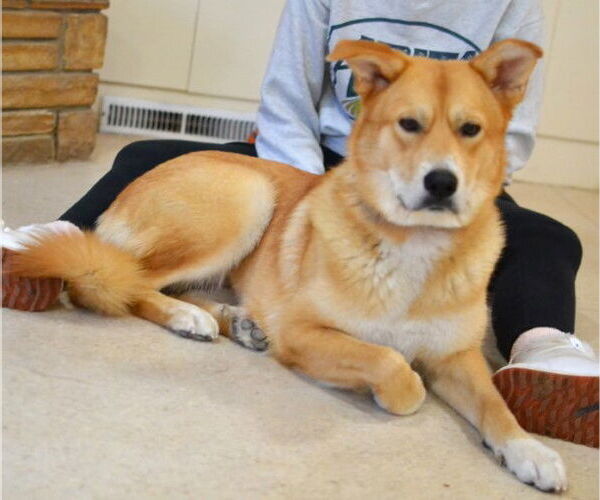 Medium Photo #3 Retriever -Unknown Mix Puppy For Sale in Enfield, CT, USA