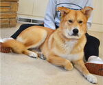 Small #2 Retriever  Mix