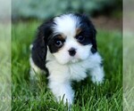 Small #4 Cavalier King Charles Spaniel