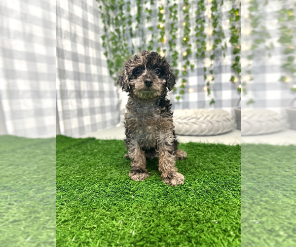 Medium Photo #1 Poodle (Miniature) Puppy For Sale in MARIETTA, GA, USA