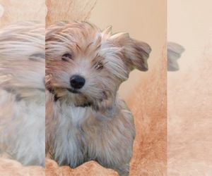 Morkie Puppy for sale in FORT WORTH, TX, USA