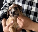 Small #2 Boxer-Poodle (Standard) Mix