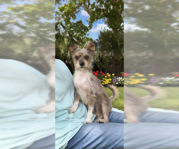 Medium Photo #8 Poodle (Toy)-Unknown Mix Puppy For Sale in Weston, FL, USA