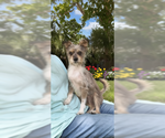 Small #7 Poodle (Toy) Mix