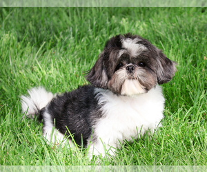 Father of the Shih Tzu puppies born on 12/15/2025