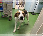 Small #1 Mutt