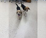 Small #3 Beagle Mix