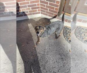 German Shepherd Dog-Unknown Mix Dogs for adoption in Conroe, TX, USA