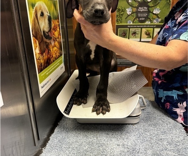 Medium Photo #53 Great Dane Puppy For Sale in ALIQUIPPA, PA, USA