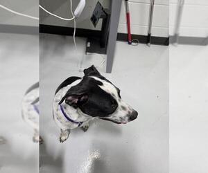 Mutt Dogs for adoption in Temple, TX, USA