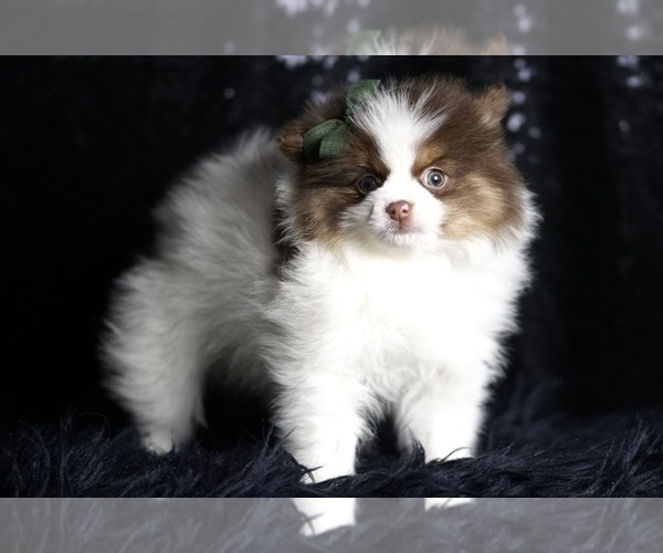 Medium Photo #7 Pomeranian Puppy For Sale in WARSAW, IN, USA