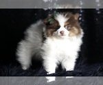 Small Photo #7 Pomeranian Puppy For Sale in WARSAW, IN, USA