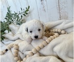 Puppy 3 Mal-Shi-Poodle (Toy) Mix