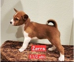 Small #9 Basenji