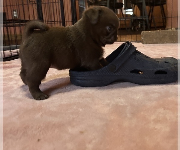 Medium Photo #9 Pug Puppy For Sale in BLOOMINGTON, IL, USA