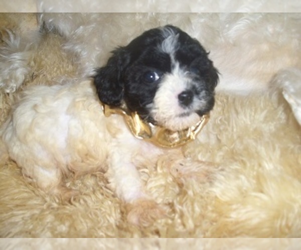 Medium Photo #2 Poodle (Toy) Puppy For Sale in JACKSON, MS, USA