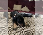 Small #3 Doberman Pinscher