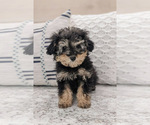 Small Photo #2 Poodle (Toy) Puppy For Sale in NORTH LAWRENCE, OH, USA