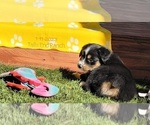 Small Photo #12 Miniature Australian Shepherd Puppy For Sale in MIDDLEBURG, FL, USA