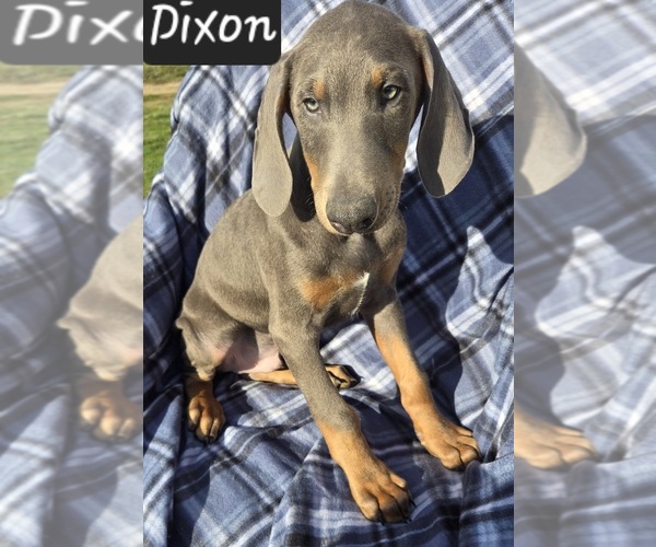 Medium Photo #4 Doberman Pinscher Puppy For Sale in POMEROY, OH, USA