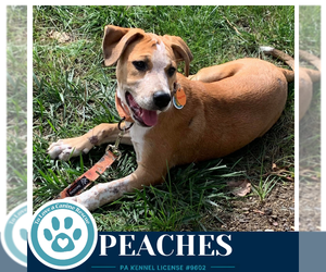 Mutt Dogs for adoption in Kimberton, PA, USA