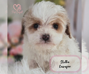 Cavapoo Puppy for sale in ELMHURST, IL, USA