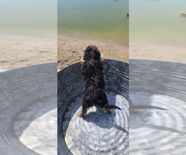 Medium Photo #8 Miniature American Shepherd-Poodle (Toy) Mix Puppy For Sale in JONES, OK, USA