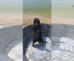 Small #7 Miniature American Shepherd-Poodle (Toy) Mix