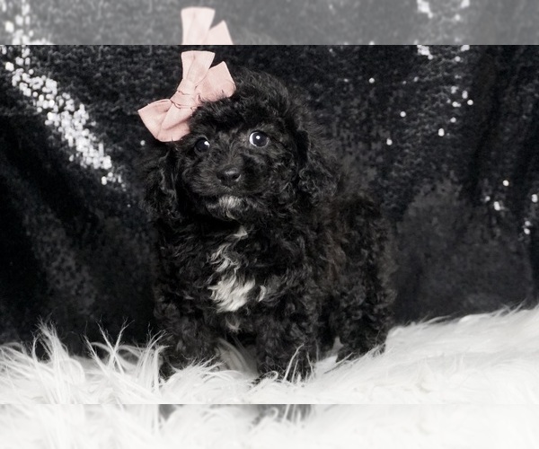 Medium Photo #6 Poodle (Toy) Puppy For Sale in WARSAW, IN, USA