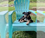Small #7 German Shepherd Dog Mix