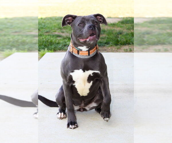 Medium Photo #2 American Pit Bull Terrier Puppy For Sale in Evansville, IN, USA