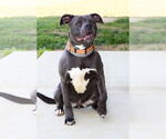 Small #1 American Pit Bull Terrier