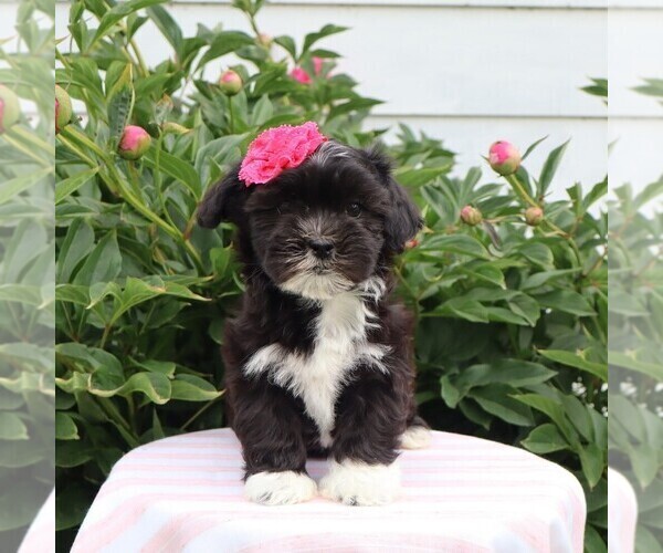 Medium Photo #3 Zuchon Puppy For Sale in THORP, WI, USA