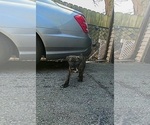 Small #4 America Bandogge Mastiff
