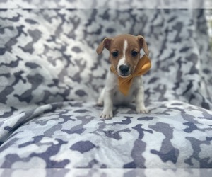 Jack Russell Terrier Puppy for sale in LAKELAND, FL, USA
