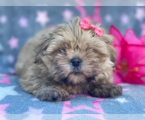 Medium Photo #2 Shorkie Tzu Puppy For Sale in LAKELAND, FL, USA