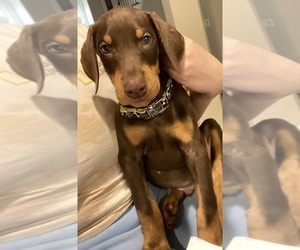 Doberman Pinscher Puppy for sale in DULUTH, GA, USA