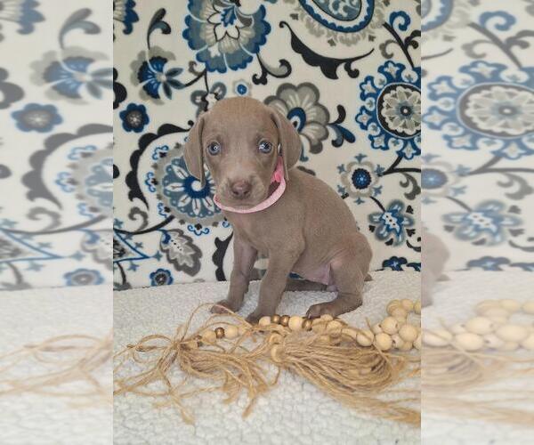 Medium Photo #3 Weimaraner Puppy For Sale in LEWISBURG, KY, USA