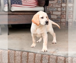 Labrador Retriever Puppy for Sale in WASHBURN, Missouri USA