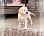 Small Photo #1 Labrador Retriever Puppy For Sale in WASHBURN, MO, USA