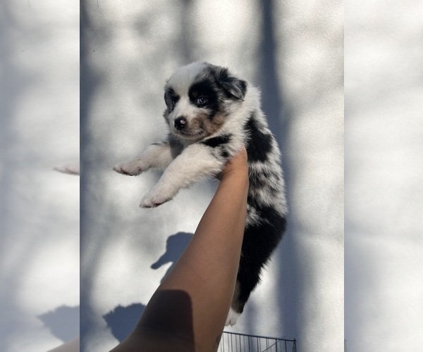Medium Photo #1 Australian Shepherd Puppy For Sale in TYLER, TX, USA