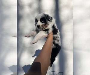 Australian Shepherd Puppy for sale in TYLER, TX, USA