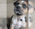 Small #2 Catahoula Leopard Dog Mix