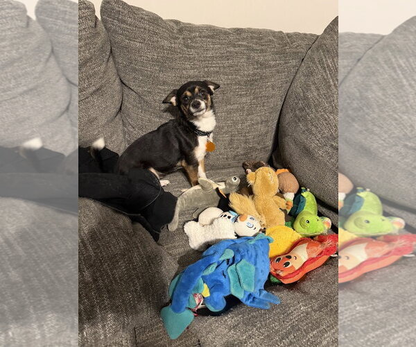 Medium Photo #9 Chihuahua Puppy For Sale in Arlington, VA, USA