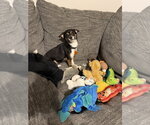 Small #8 Chihuahua