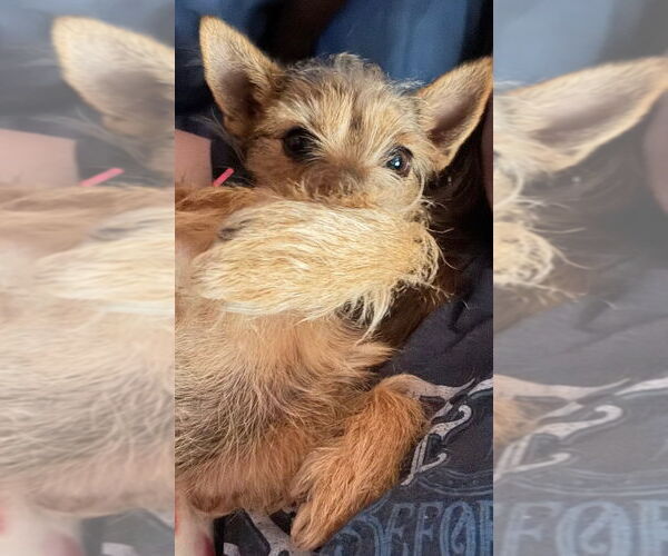 Medium Photo #4 Mutt Puppy For Sale in Salt Lake City, UT, USA