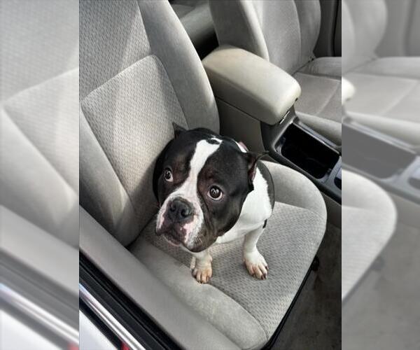 Medium Photo #1 Mutt Puppy For Sale in Tracy, CA, USA