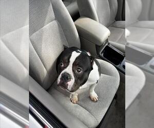 Mutt Dogs for adoption in Tracy, CA, USA