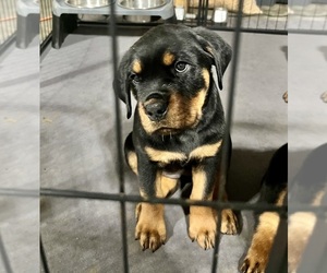 Medium Rottweiler
