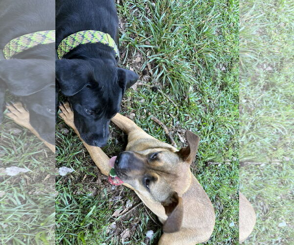 Medium Photo #2 Labrador Retriever-Unknown Mix Puppy For Sale in Rockaway, NJ, USA
